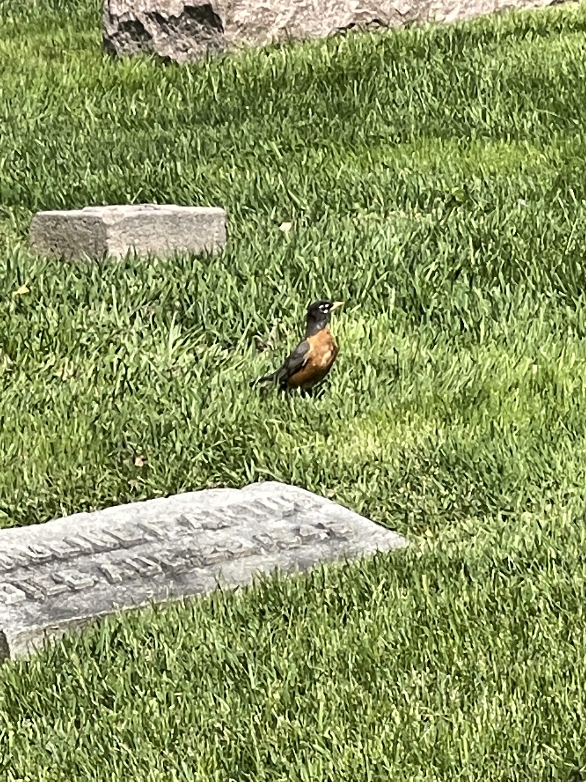 Robin at Green-Wood Cemetery - American Robin taken with iPhone 12 Pro Max. Here the difference is noticeable. It almost looks like there's a watercolor filter applied. This was taken from the same distance as the other two images, but with a different camera (the iPhone's) and different settings. Not that they translate one-to-one, but the lens length was 7.5MM, the aperture was f/2.2, and the ISO was 20.
