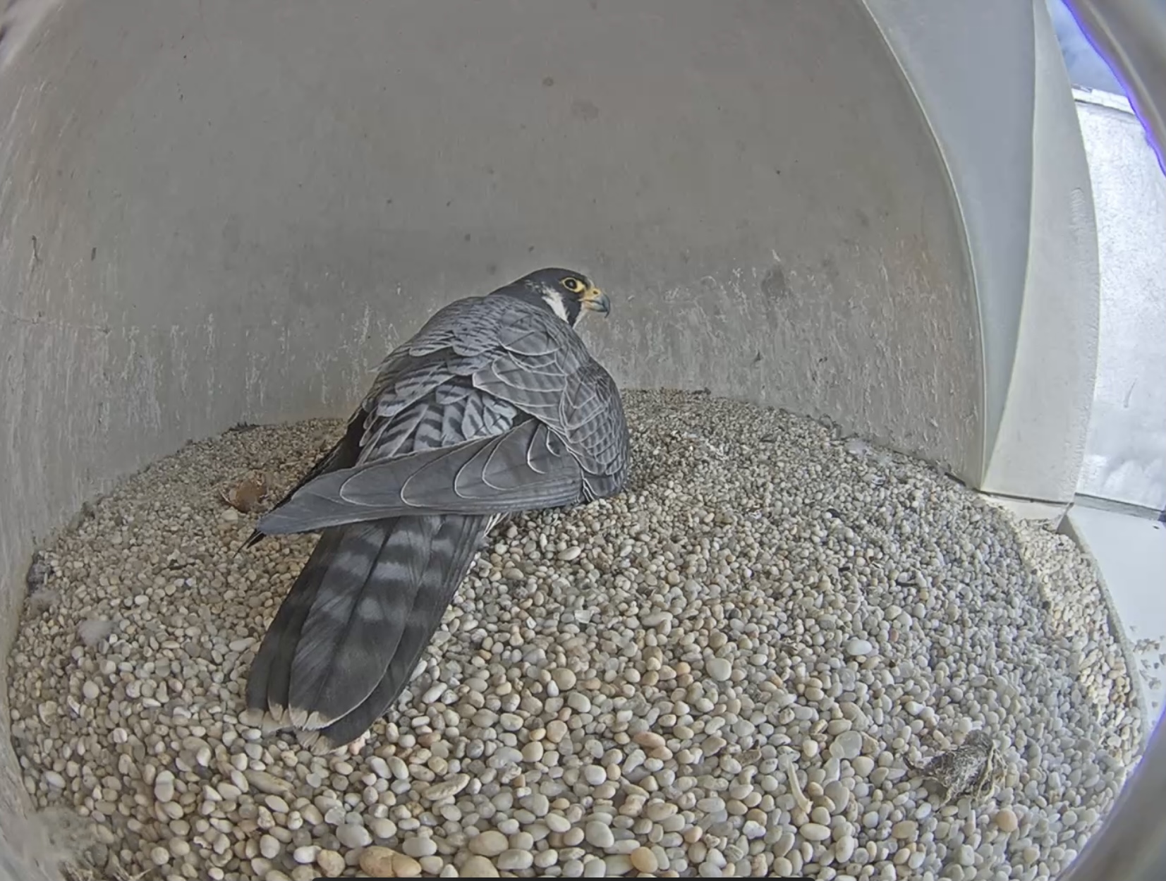 Screen shot of peregrine falcon sitting on her hatchling in the manmade nest on top of the courthouse.
