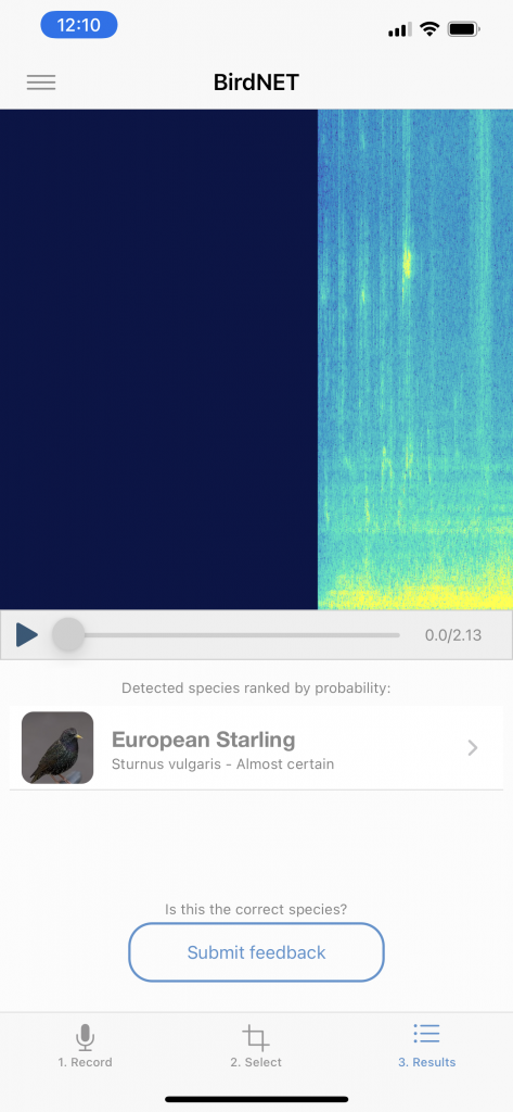 More European Starlings this Week. Picture of eBird app identifying a European Starling by Sound.