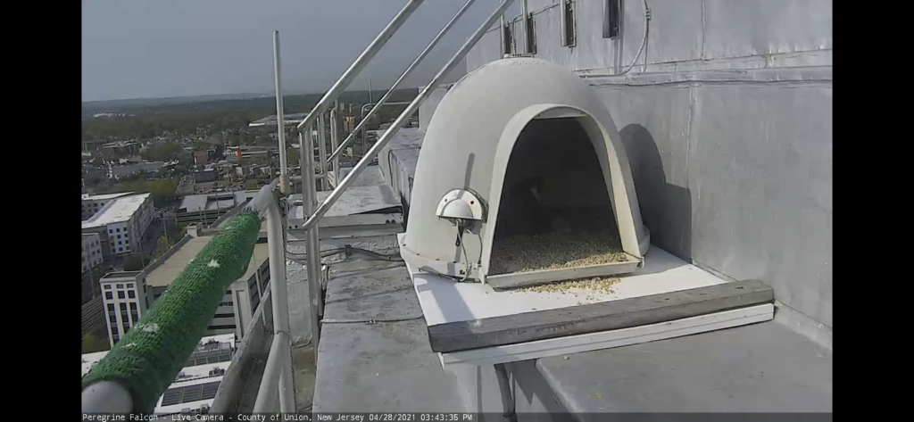 Screen shot of the falcon sitting on her hatchling in the manmade nest on top of the courthouse, image from outside the nest. The pair of peregrine falcons have been visiting and nesting here since 2005. Located in Union County, NJ.