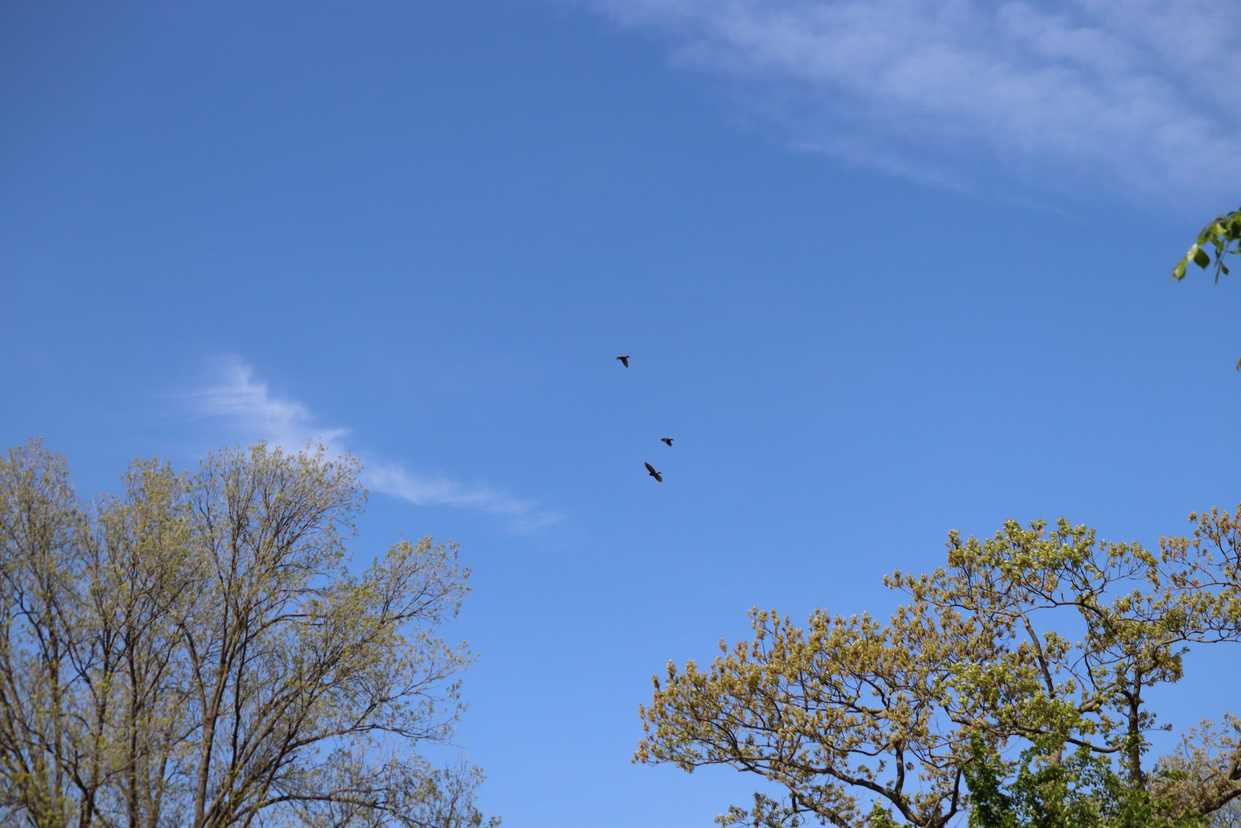 Lots of Birds flew overhead--here are three large black ones, but Merlin couldn't help me identify, but I still thought they worth taking a picture of. SO. MANY. BIRDS. EVERYWHERE.