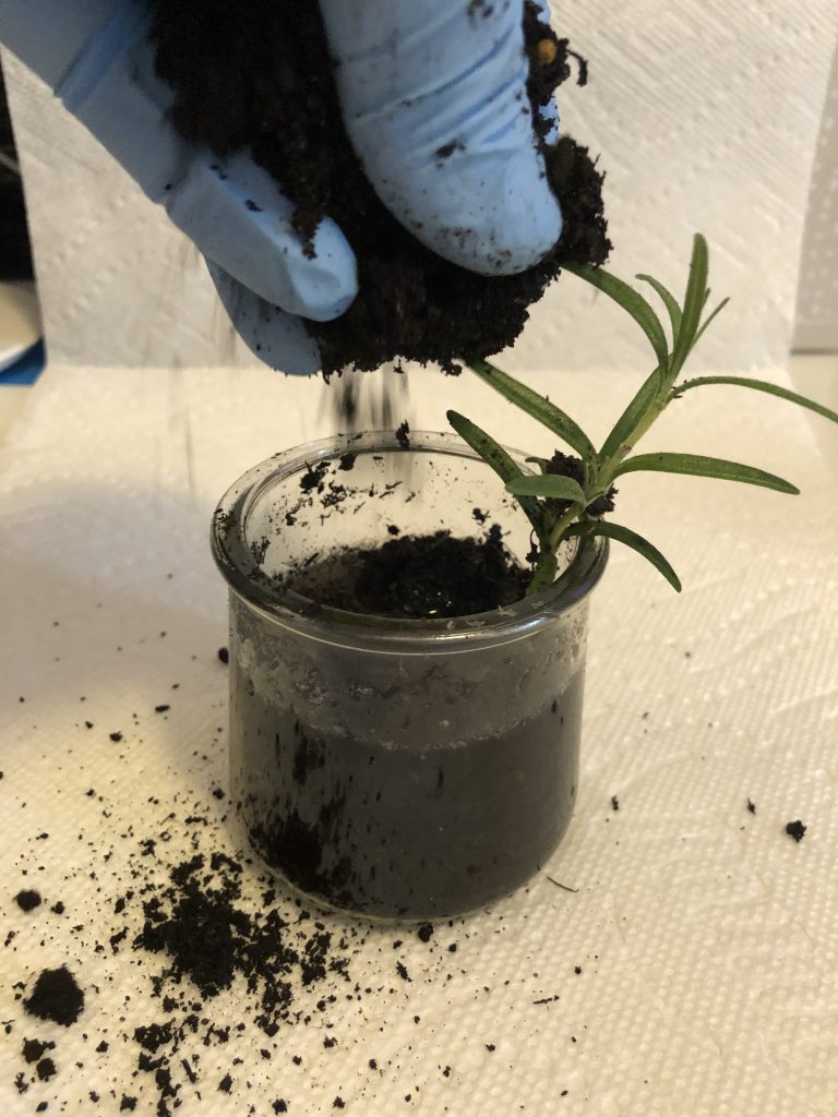 Learning Two Things Two Ways - Water to Soil Planting - The First Way - Image E