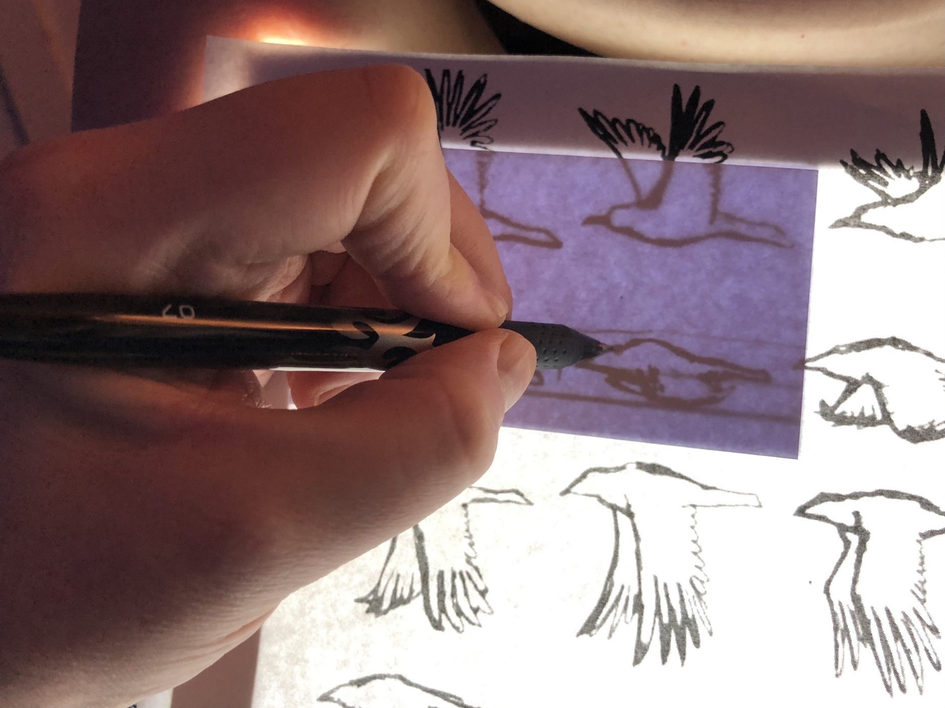 Drawing Flip Book Bird Animation Tracing